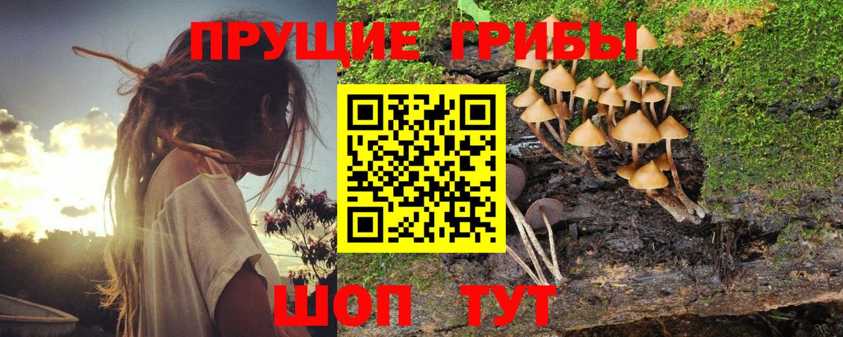 Псилоцибиновые грибы ЛСД  Галлюциногенные грибы Cubensis  Сертолово  Вход с VPN 